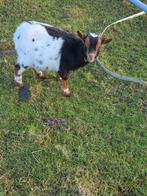 Dwerggeiten, Dieren en Toebehoren, Overige Dieren, April, Vrouwelijk