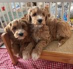 Medium Australian labradoodles ALF2 nestaankondiging, Overige rassen, CDV (hondenziekte), 8 tot 15 weken, Meerdere