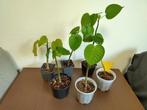 Kiemplant dynamietboom (sandbox tree) Hura crepitans, Ophalen, Overige soorten, Minder dan 100 cm