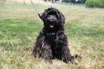 Super stoeren Austarlian Labradoodle pups uit geteste ouders, Nederland, Overige rassen, CDV (hondenziekte), 8 tot 15 weken