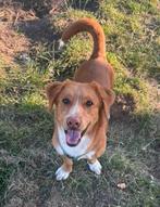 Jonge hond zoekt thuis, Dieren en Toebehoren, Honden | Niet-rashonden, Rabiës (hondsdolheid), Reu, 1 tot 2 jaar, Eén hond