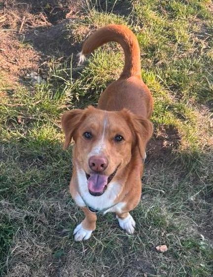 Jonge hond zoekt thuis, Dieren en Toebehoren, Honden | Niet-rashonden, Middel, Reu, Particulier, Eén hond, Nederland, 1 tot 2 jaar