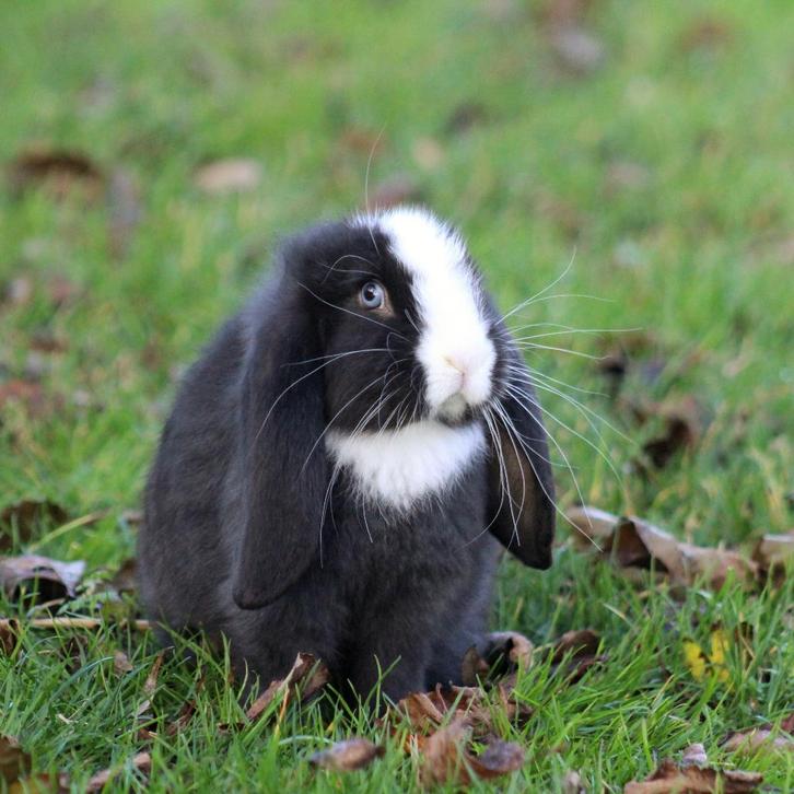 Lieve, gecastreerde, raszuivere Franse Hangoor koppels, Dieren en Toebehoren, Konijnen, Groot, Meerdere dieren, Hangoor