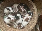 Puppy’s Jack russel x boerenfox, Jack Russell Terriër, 8 tot 15 weken, Meerdere, Meerdere dieren