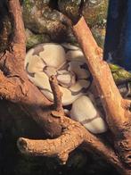 Bal Python, Dieren en Toebehoren, Reptielen en Amfibieën, Slang, Met terrarium, 0 tot 2 jaar