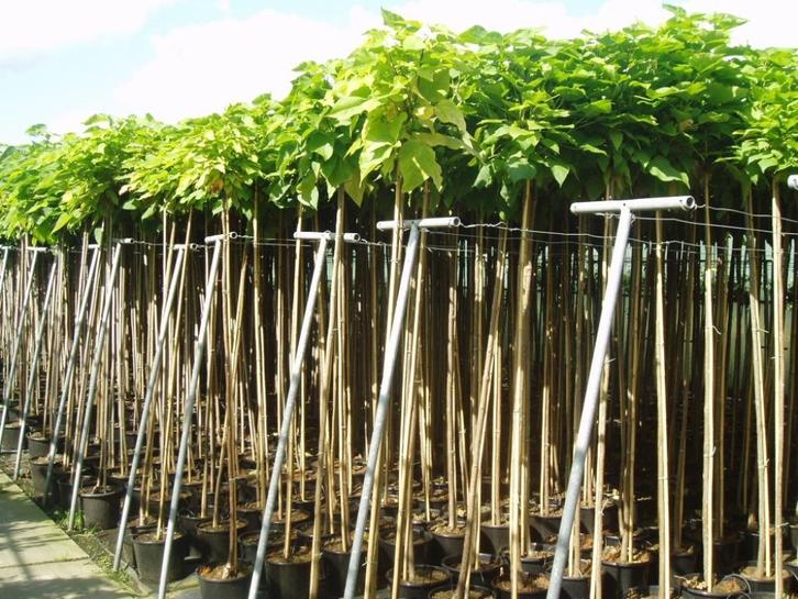 Trompetboom Catalpa bignonioides Nana 180 -200 -220cm, Tuin en Terras, Planten | Bomen, Overige soorten, 100 tot 250 cm, Volle zon