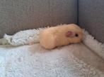 2 gekruinde beertje s, Dieren en Toebehoren, Knaagdieren, September, Mannelijk, Cavia