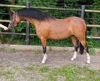 Welsh merrie- sectie b- 132 cm, Dieren en Toebehoren, Pony's, Merrie, Zadelmak, 3 tot 6 jaar, C pony (1.27m tot 1.37m)
