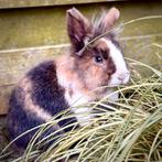 GEZOCHT! Voedster voor Twix, Dieren en Toebehoren, Vrouwelijk