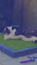 Gouden mandje gezocht!!!, Dieren en Toebehoren, Overige rassen, CDV (hondenziekte), 1 tot 2 jaar, Teef