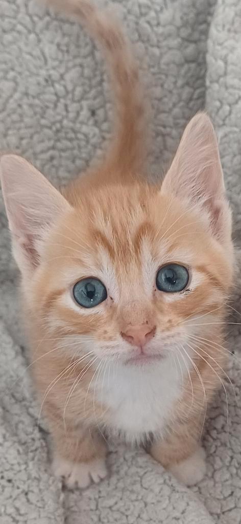 Prachtige kruizing kittens te koop super knuffelig, Dieren en Toebehoren, Katten en Kittens | Overige Katten, Kortharig, Meerdere dieren