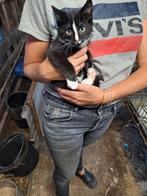 Kitten, Kater