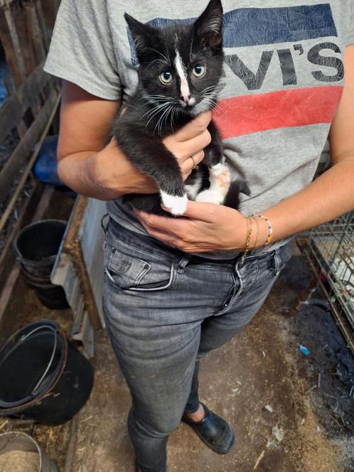 Kitten, Dieren en Toebehoren, Katten en Kittens | Overige Katten, Kater