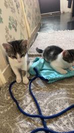 Lieve kittens, Dieren en Toebehoren