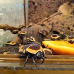 Pachnoda Marginata (rozenkever/fruitkever), Dieren en Toebehoren, Insecten en Spinnen, Overige soorten