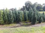 Blauwe coniferen chamaecypris l. Columnaris tot 200cm hoog, Tuin en Terras, Ophalen, Conifeer, 100 tot 250 cm