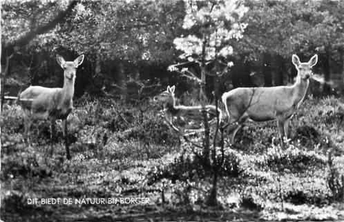(381-482-019) Dit biedt de natuur bij borger, Verzamelen, Ansichtkaarten | Nederland, Drenthe, Verzenden