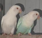 4-0 Fischeri pale fallow opaline 2024, Meerdere dieren, Dwergpapegaai of Agapornis, Geringd