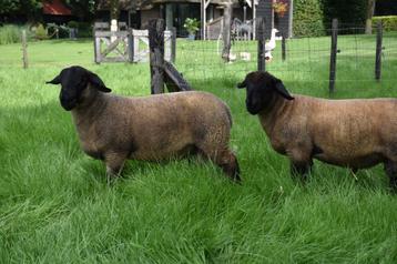 Stamboek Suffolk ramlammeren beschikbaar voor biedingen