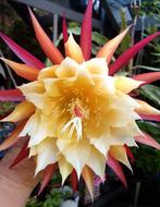 cactus - Epiphyllum LIANE PAETZ - zeldzame topper!, Ophalen of Verzenden, Cactus, Volle zon, Minder dan 100 cm