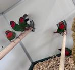 Roodkop papegaaiamadines koppels, Dieren en Toebehoren, Vogels | Overige Vogels, Meerdere dieren