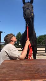 Gezocht Bijrijder leaser wedstrijd ruiter leaspaard, Ophalen, Dressuur