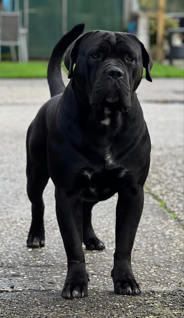 Cane Corso dekreu Demon, Dieren en Toebehoren, Reu, 1 tot 2 jaar, Eén hond, Nederland