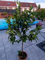 citroen boom, Ophalen, Lente, Volle zon, In pot