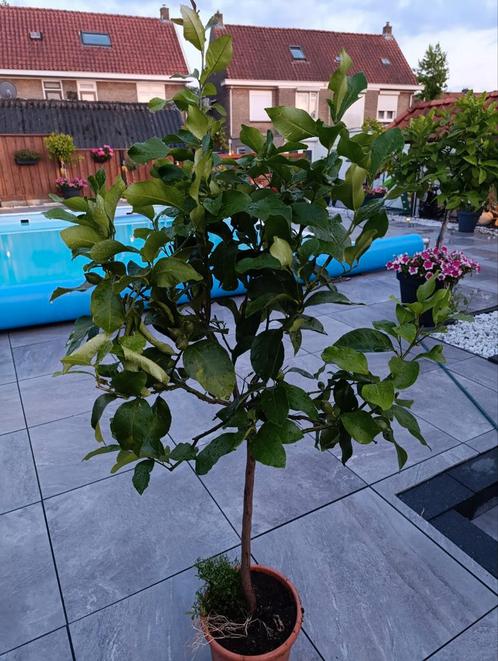 citroen boom, Tuin en Terras, Planten | Fruitbomen, Citroenboom, 100 tot 250 cm, Volle zon, Lente, In pot, Ophalen