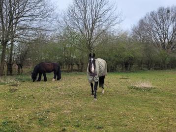 Verzorgpaard (bijrijdpaard) aangeboden beschikbaar voor biedingen