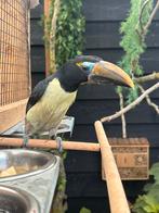 1-1 GROENE ARASSARI 2025, Dieren en Toebehoren, Vogels | Overige Vogels, Meerdere dieren, Geringd