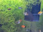 Xiphophorus maculatus (platy), Vis