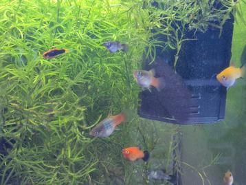 Xiphophorus maculatus (platy) beschikbaar voor biedingen
