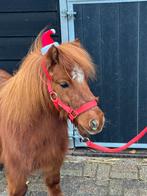 ❤️❤️❤️Brave vosse mini pony’s ❤️❤️❤️, Dieren en Toebehoren, Pony's, Gechipt, 0 tot 2 jaar, Hengst, A pony (tot 1.17m)