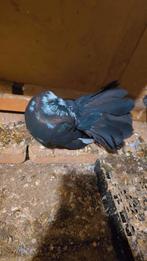 Duiven te koop, Meerdere dieren, Kip