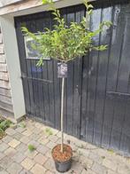 Prunus Autumnalis Rosea - Japanse sierkers op stam, Tuin en Terras, Herfst, 100 tot 250 cm, Volle zon, In pot