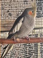 Valkparkieten wildkleur 3 poppen mei/juni 2025, Dieren en Toebehoren, Vrouwelijk, Parkiet