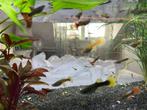 guppies, Dieren en Toebehoren, Vis, Zoetwatervis
