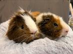 Super lief cavia koppel, Dieren en Toebehoren, Knaagdieren, Mannelijk, Cavia, Voor 1 juli 2024, Tam