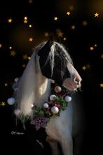Lieve 13 jarige tinker merrie te koop, Dieren en Toebehoren, Merrie, Recreatiepony