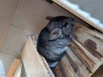Eenzame Chinchilla, Dieren en Toebehoren, Knaagdieren, Januari, Mannelijk, Chinchilla