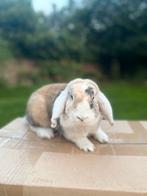 2 konijnen te koop, Dieren en Toebehoren, Vrouwelijk, Middelgroot, Hangoor, 0 tot 2 jaar