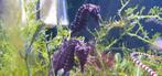 Aquarent/ zeepaardjes/ hippocampus erectus/ zeeaquarium, Vis