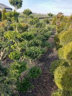 Ilex crenata kanehirae - Japanse tuinbonsai vanaf €80, Ophalen of Verzenden, Hulst, Struik, Minder dan 100 cm