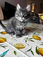 Te koop kittens kruising Britse korthaar X Noorse Boskat, Dieren en Toebehoren, Katten en Kittens | Raskatten | Korthaar, Meerdere dieren