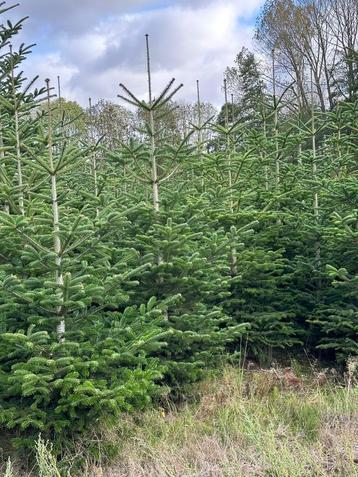 Nordman kerstbomen 2 tot 3.5 meter beschikbaar voor biedingen