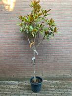 Boom magnolia grandiflora, Tuin en Terras, Ophalen of Verzenden, Volle zon, Overige soorten, Minder dan 100 cm