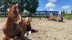 Paardenstalling, Dieren en Toebehoren, Stalling en Weidegang, Weidegang, 2 of 3 paarden of pony's
