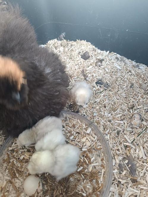 Prachtige zijdehoen kuikens parelgrijs ( lavender ), Dieren en Toebehoren, Pluimvee, Kip