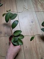 Hoya ?, Ophalen of Verzenden, Halfschaduw, Minder dan 100 cm